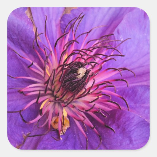 CLEMATIS VIERKANTE STICKER (Voorkant)
