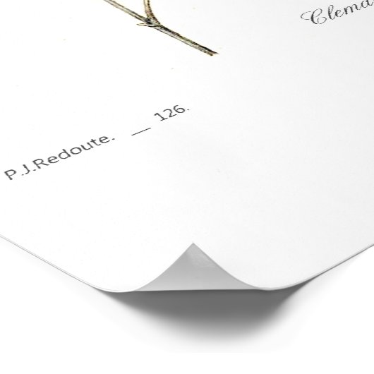 Clematis viticella poster (Hoek)