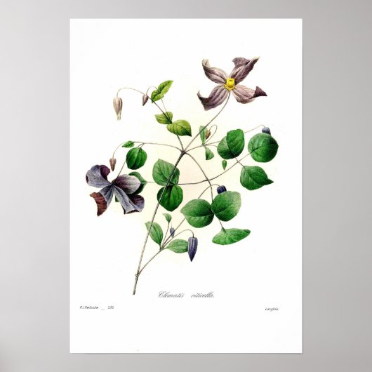 Clematis viticella poster (Voorkant)