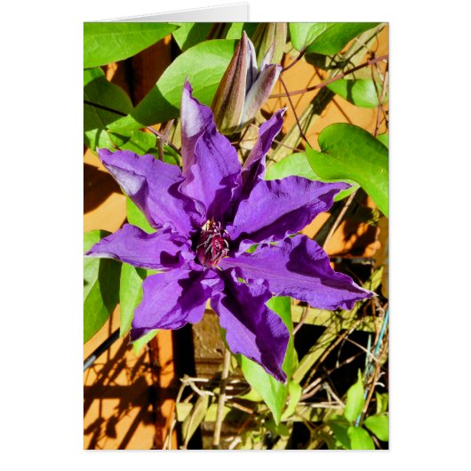 CLEMATIS WENSKAART (Voorkant)