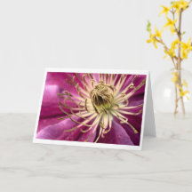Clematis - Wenskaart
