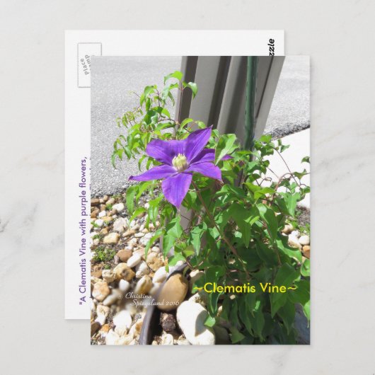 Clematis wijnstok paarse bloemen Spiegeland Briefk Briefkaart (Voorkant / Achterkant)