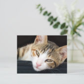 Cleo Cat Briefkaart (Staand voorkant)