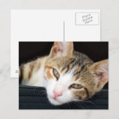 Cleo Cat Briefkaart (Voorkant / Achterkant)