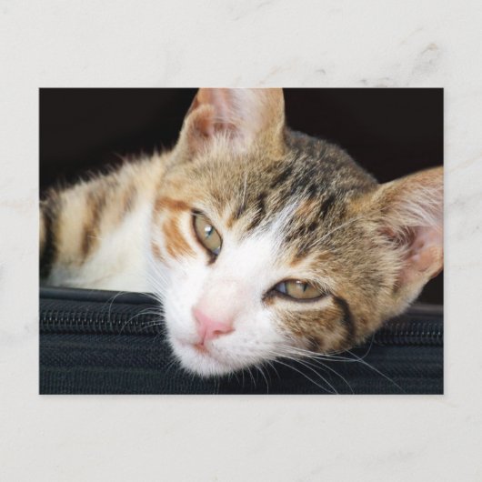 Cleo Cat Briefkaart (Voorkant)