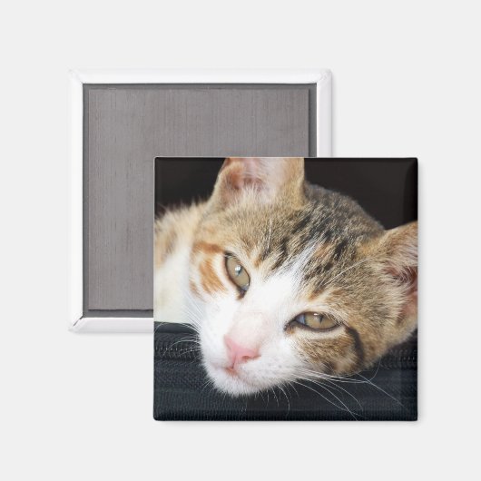 Cleo Cat Magnet (Voorkant / Achterkant)