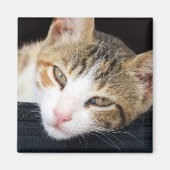 Cleo Cat Magnet (Voorkant)