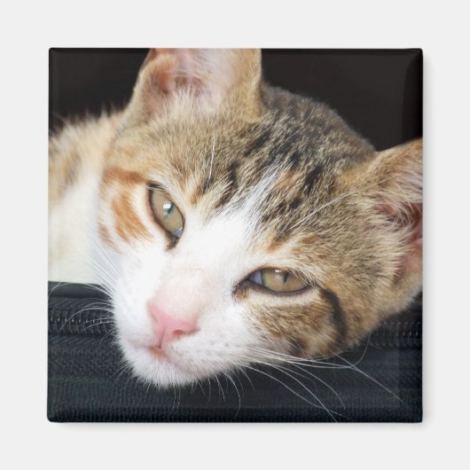 Cleo Cat Magnet (Voorkant)