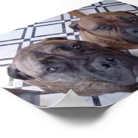 Cleo en Luna Poster (Hoek)