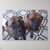 Cleo en Luna Poster (Voorkant)