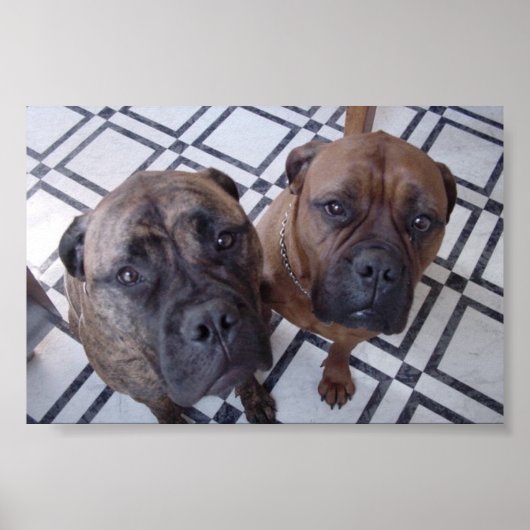 Cleo en Luna Poster (Voorkant)