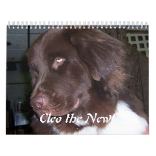 Cleo the Newfoundland dog Kalender