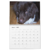 Cleo the Newfoundland dog Kalender (Mar 2027)