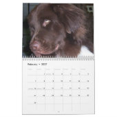 Cleo the Newfoundland dog Kalender (Feb 2027)