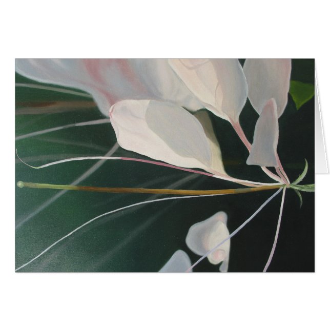 Cleome (Voorkant Horizontaal)