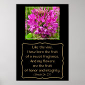 Cleome Flower met bijbelverse vanaf Sirach 24: 23 Poster (Voorkant)