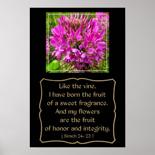 Cleome Flower met bijbelverse vanaf Sirach 24: 23 Poster (Voorkant)