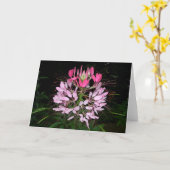 Cleome Kaart (Gele Bloem)