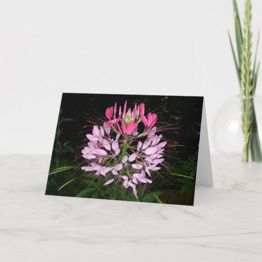 Cleome Kaart (Voorkant)