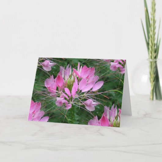 Cleome Kaart (Voorkant)