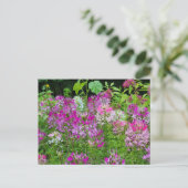 Cleome of Spinnenbloem - Paarse Wit Roze Briefkaart (Staand voorkant)
