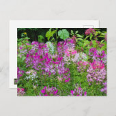 Cleome of Spinnenbloem - Paarse Wit Roze Briefkaart (Voorkant / Achterkant)