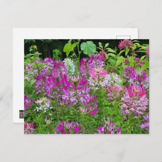 Cleome of Spinnenbloem - Paarse Wit Roze Briefkaart (Voorkant / Achterkant)