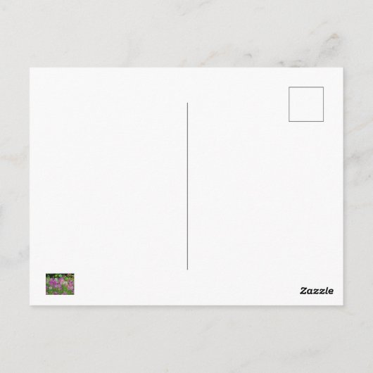 Cleome of Spinnenbloem - Paarse Wit Roze Briefkaart (Achterkant)