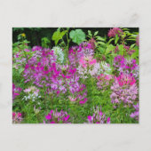 Cleome of Spinnenbloem - Paarse Wit Roze Briefkaart (Voorkant)