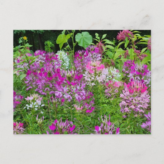 Cleome of Spinnenbloem - Paarse Wit Roze Briefkaart (Voorkant)