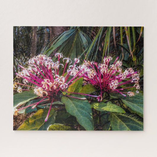 Clerodendrum Starburst Flowers Puzzle Legpuzzel (Horizontaal)