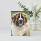 Cletus - Saint Bernard Briefkaart (Staand voorkant)