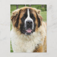 Cletus - Saint Bernard