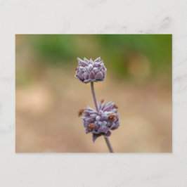 Cleveland Sage Briefkaart