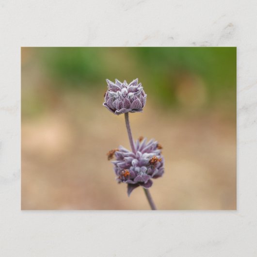 Cleveland Sage Briefkaart (Voorkant)