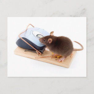 Clever Mouse Briefkaart