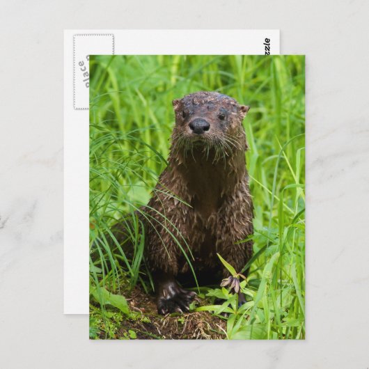 Clever River Otter Briefkaart (Voorkant / Achterkant)