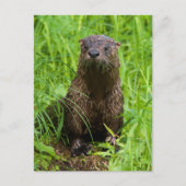 Clever River Otter Briefkaart (Voorkant)