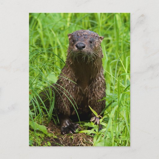Clever River Otter Briefkaart (Voorkant)