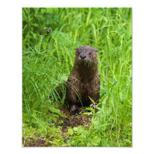 Clever River Otter Foto Afdruk