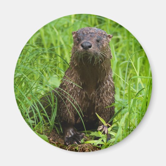 Clever River Otter Magneet (Voorkant)