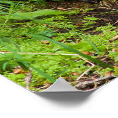 Clever River Otter Poster (Hoek)