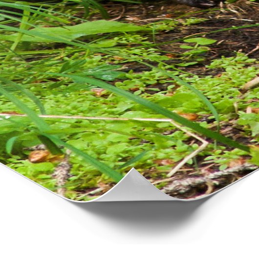 Clever River Otter Poster (Hoek)