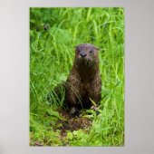 Clever River Otter Poster (Voorkant)