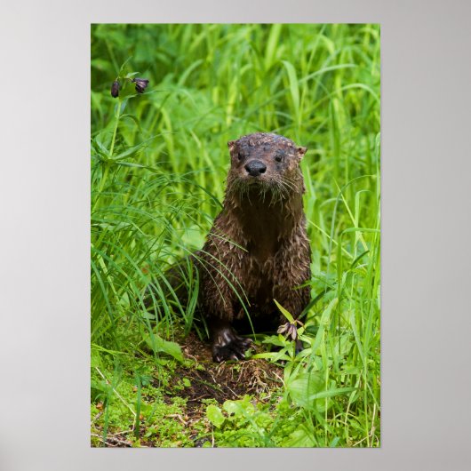 Clever River Otter Poster (Voorkant)
