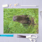Clever River Otter Tissuepapier (Craft)