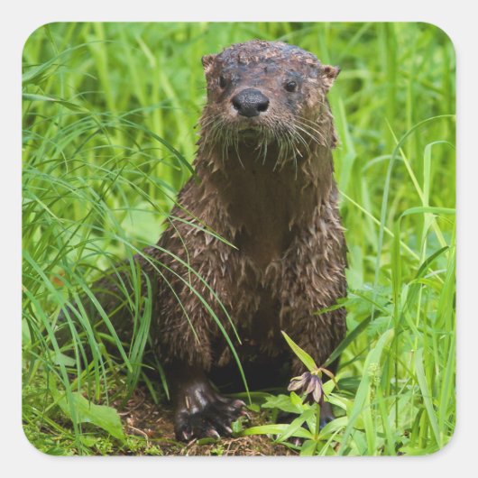 Clever River Otter Vierkante Sticker (Voorkant)