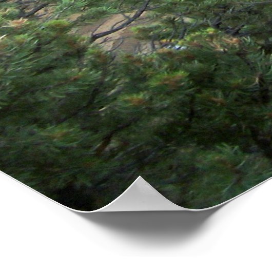 Cliff Palace Wide Uitzicht Poster (Hoek)