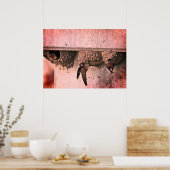 Cliff Swallows Poster (Keuken)