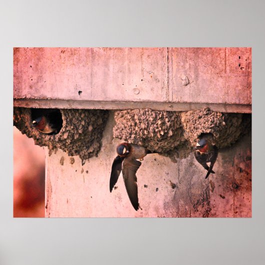 Cliff Swallows Poster (Voorkant)